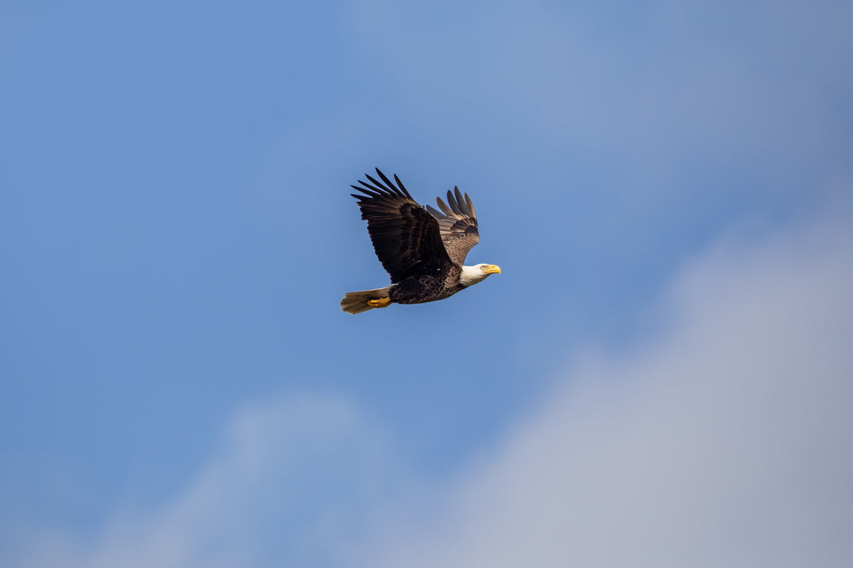 American Bald Eagle