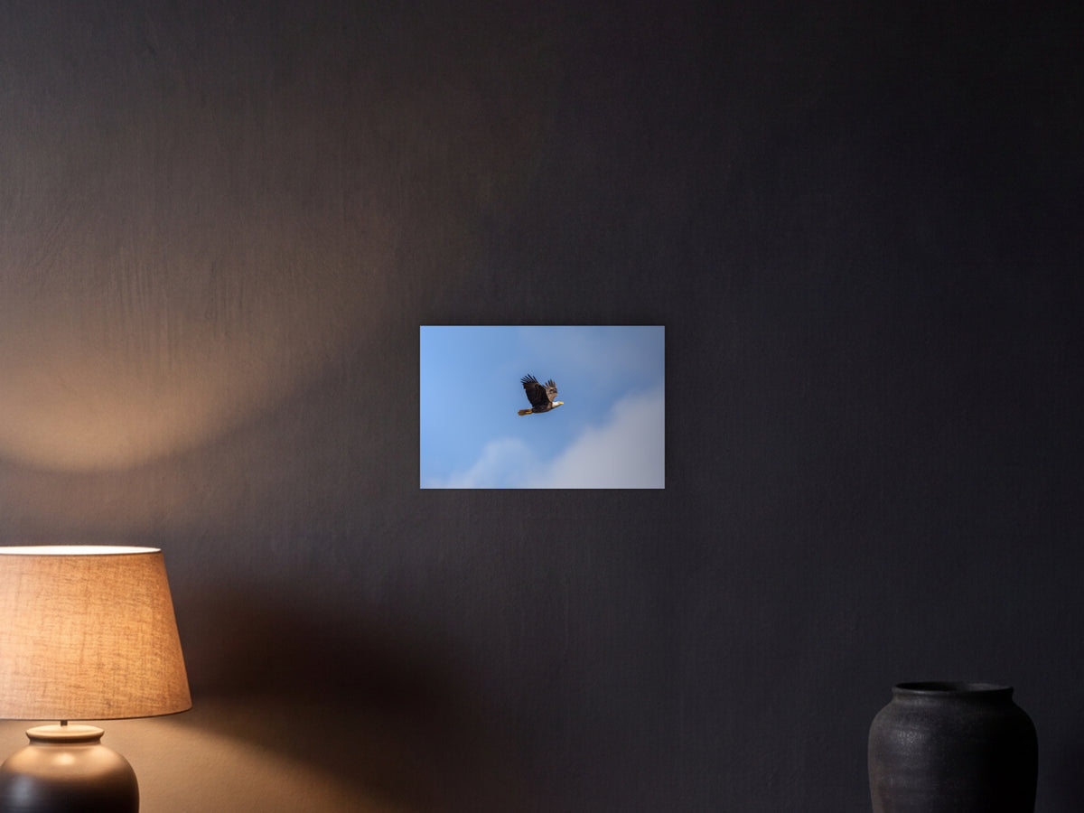 American Bald Eagle shown in a graphite plaster wall at night, lit by a console lamp - scale render at 45 × 30 cm