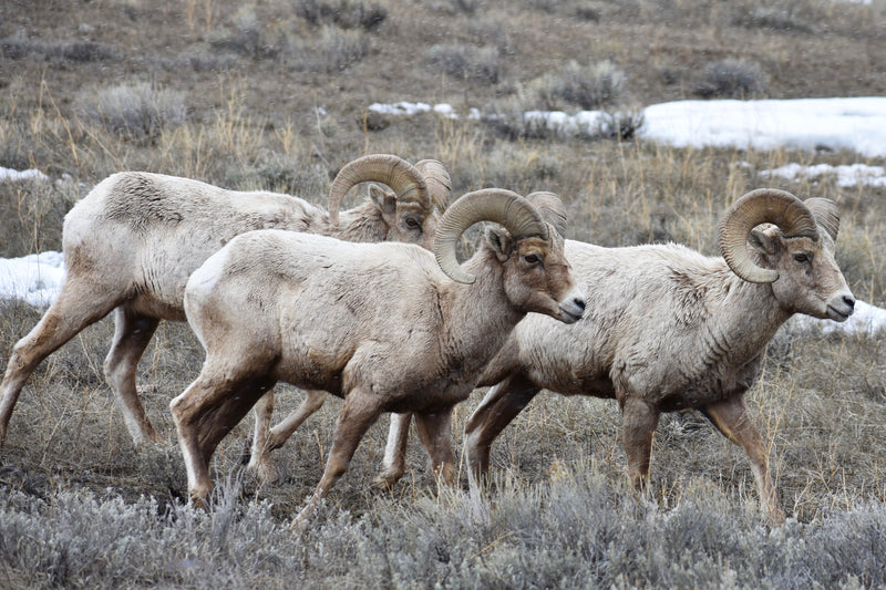 Bighorn Sheep Rams
