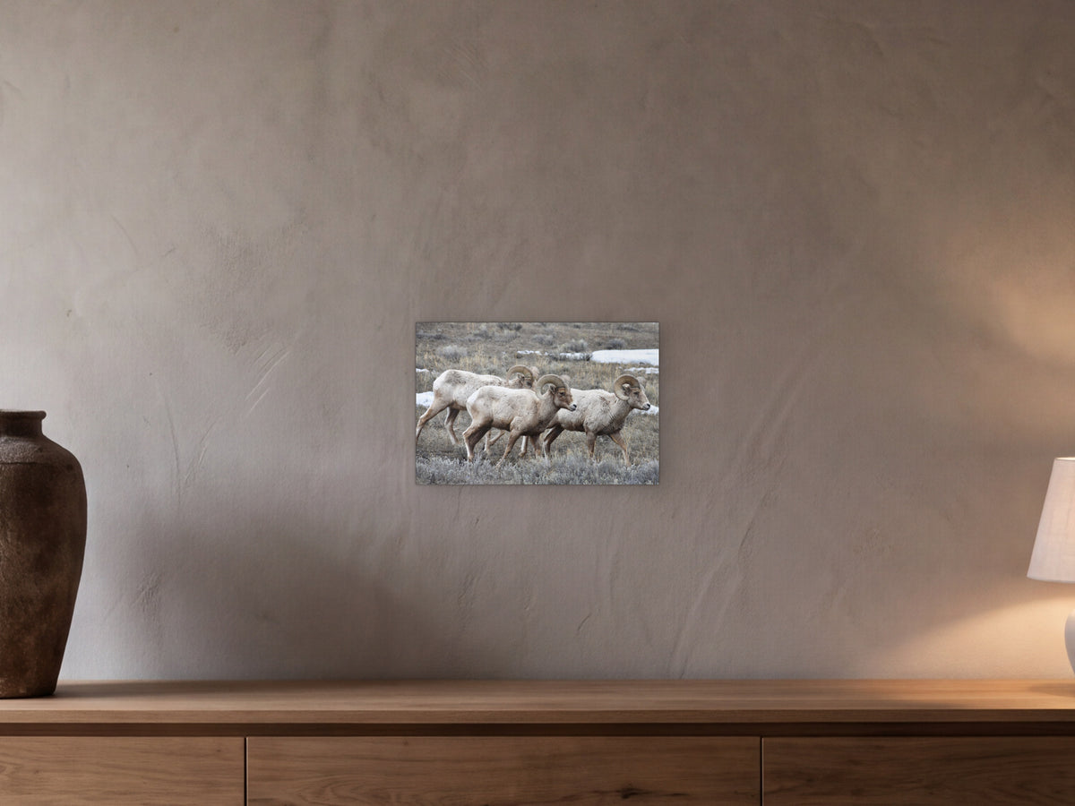 Bighorn Sheep Rams shown in a beamed room with a greige plaster wall above a long oak sideboard - scale render at 45 × 30 cm