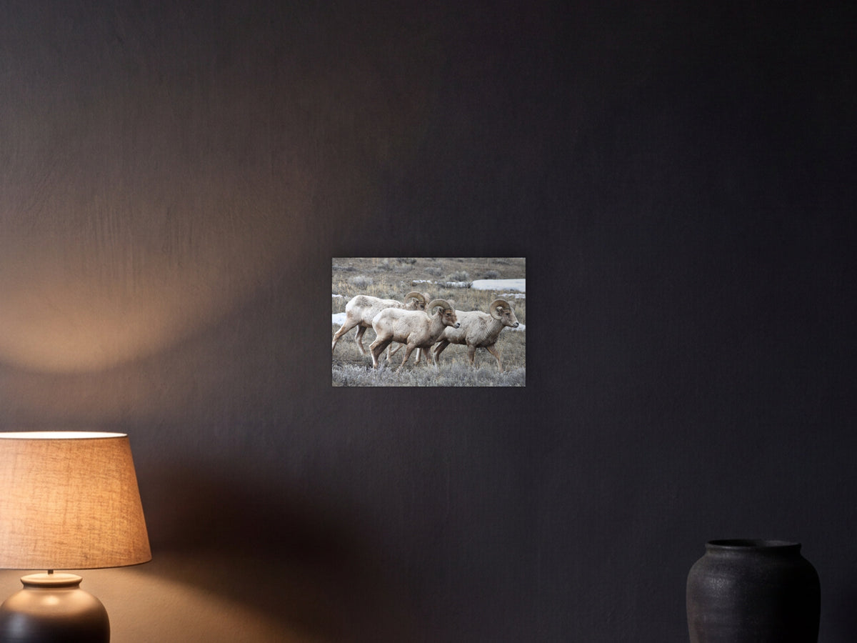 Bighorn Sheep Rams shown in a graphite plaster wall at night, lit by a console lamp - scale render at 45 × 30 cm