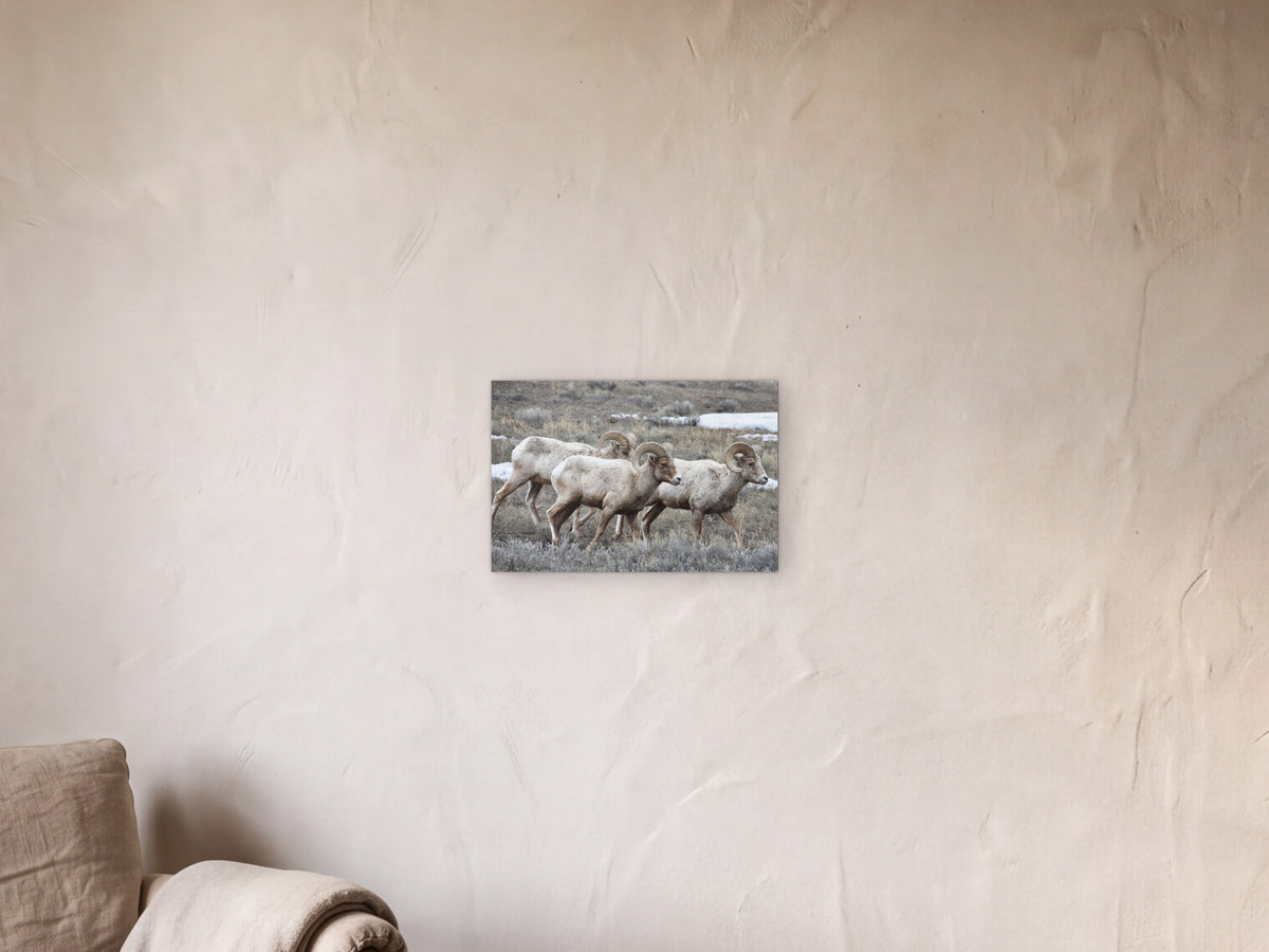 Bighorn Sheep Rams shown in a limewash reading corner beside an armchair and a floor lamp - scale render at 45 × 30 cm