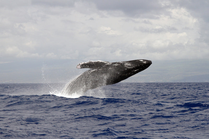 Breaching humpback whale