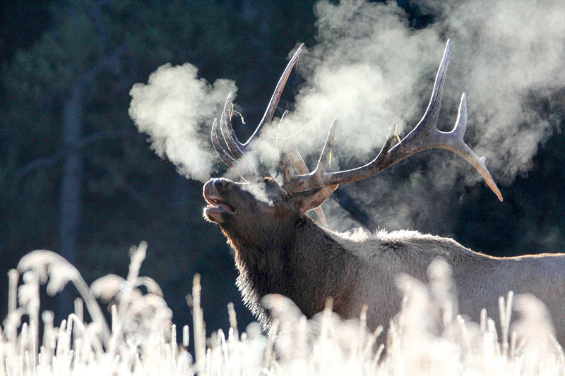 Bull elk bugling, frosty morning, Canyon