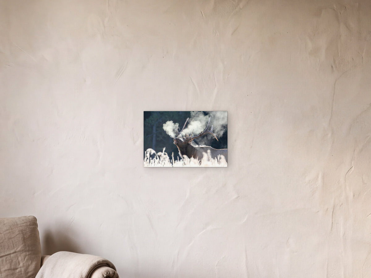 Bull elk bugling, frosty morning, Canyon shown in a limewash reading corner beside an armchair and a floor lamp - scale render at 45 × 30 cm
