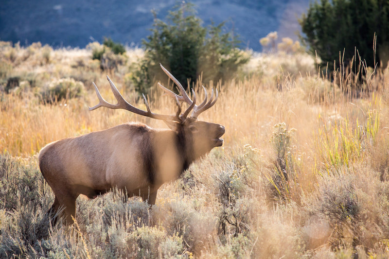 Bull elk bugling, Mammoth Hot Springs