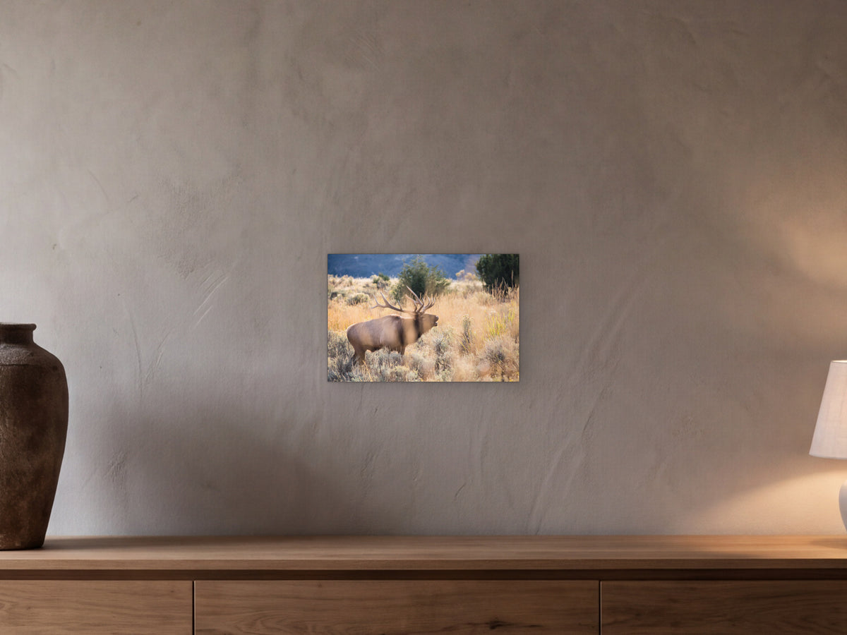 Bull elk bugling, Mammoth Hot Springs shown in a beamed room with a greige plaster wall above a long oak sideboard - scale render at 45 × 30 cm