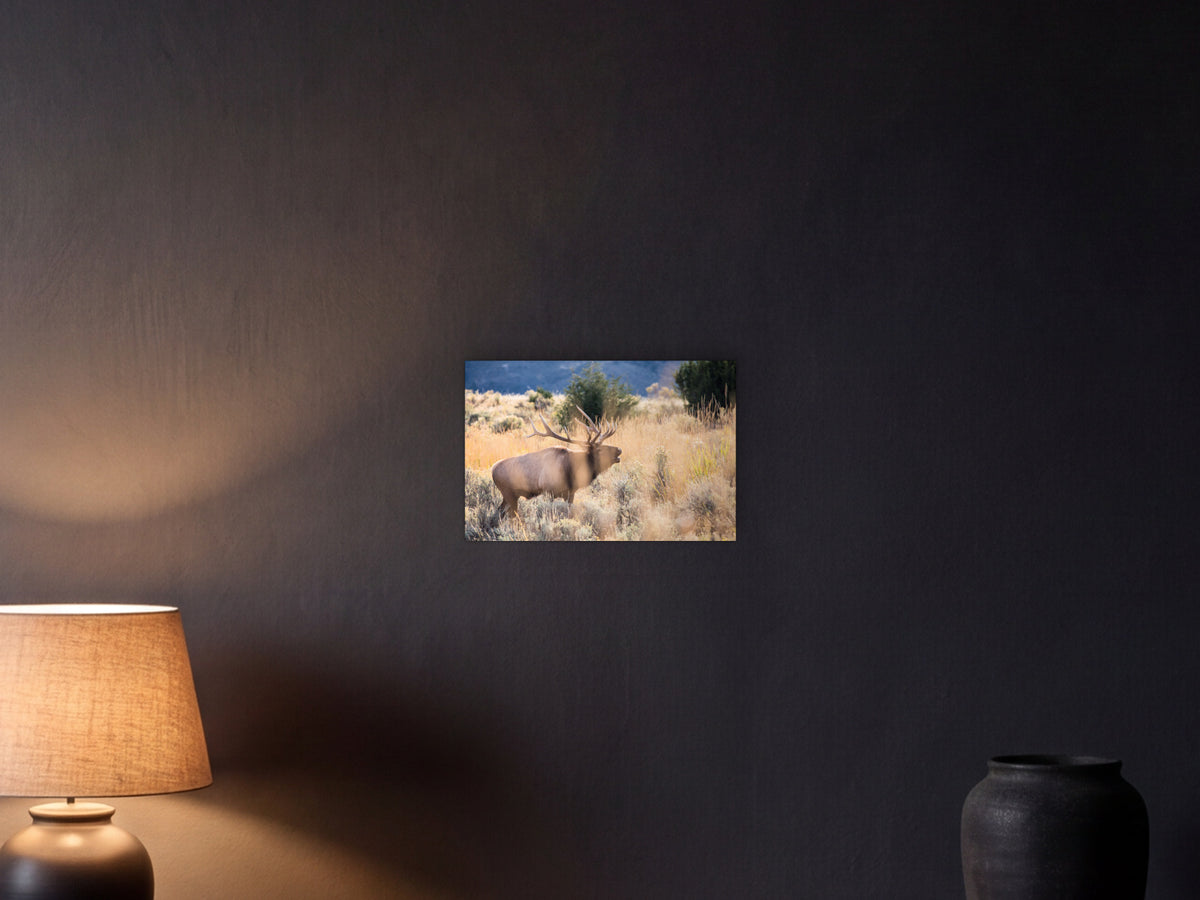 Bull elk bugling, Mammoth Hot Springs shown in a graphite plaster wall at night, lit by a console lamp - scale render at 45 × 30 cm