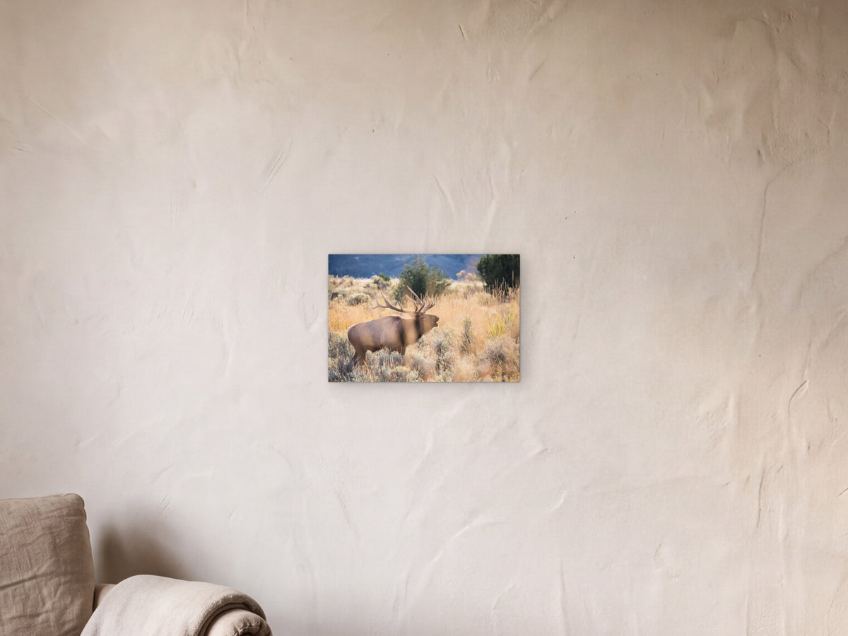 Bull elk bugling, Mammoth Hot Springs shown in a limewash reading corner beside an armchair and a floor lamp - scale render at 45 × 30 cm