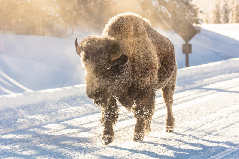 Frosty bison, Yellowstone