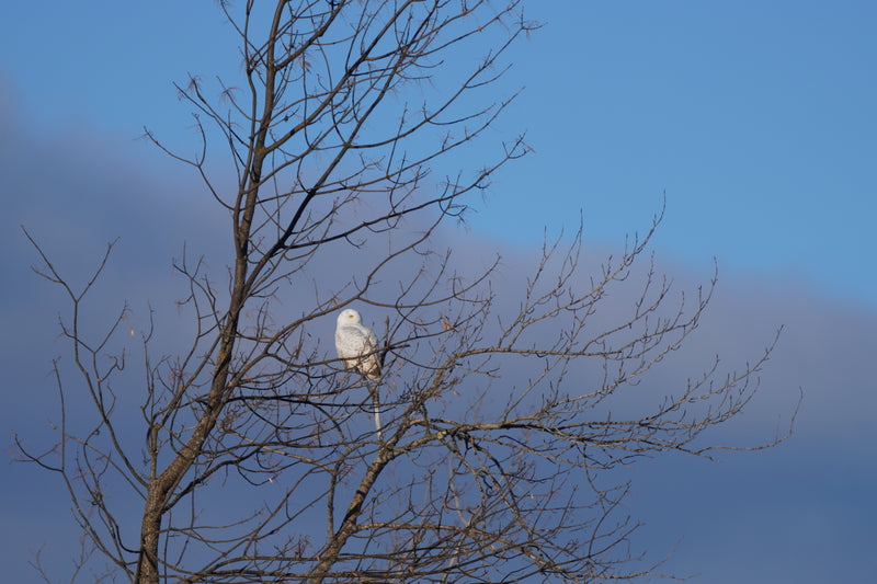 Snowy owl in tree