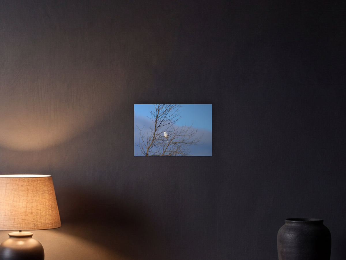 Snowy owl in tree shown in a graphite plaster wall at night, lit by a console lamp - scale render at 45 × 30 cm