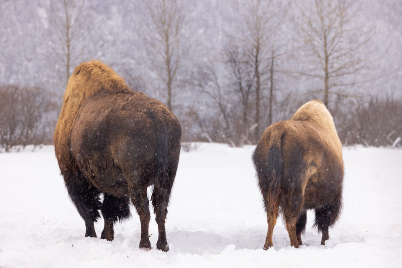 Wood bison in snow, Alaska