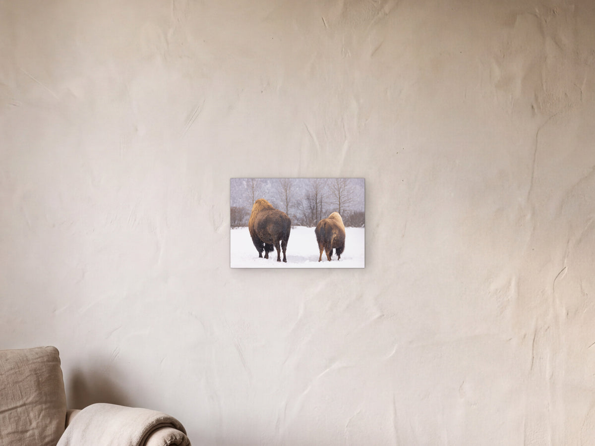 Wood bison in snow, Alaska shown in a limewash reading corner beside an armchair and a floor lamp - scale render at 45 × 30 cm